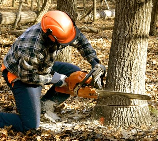 Tree Removal in Montvale, VA